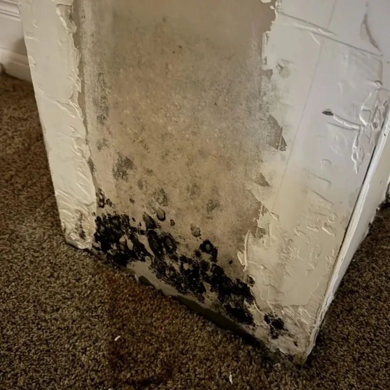 Professional Mold Removal in Starkville, MS